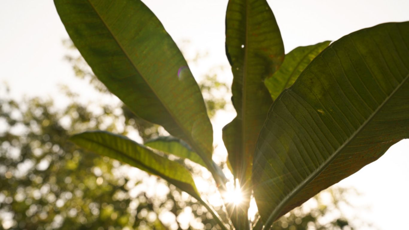 Green palm with sun shining through